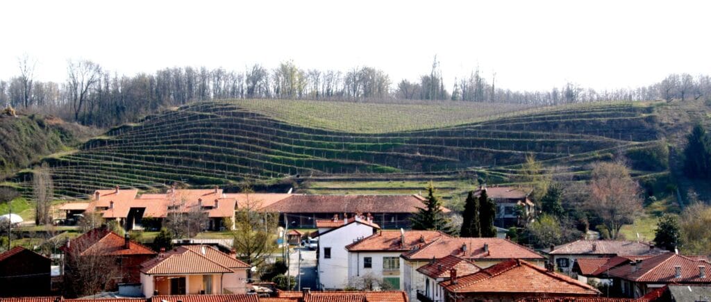 Panorama cantina e vigneti