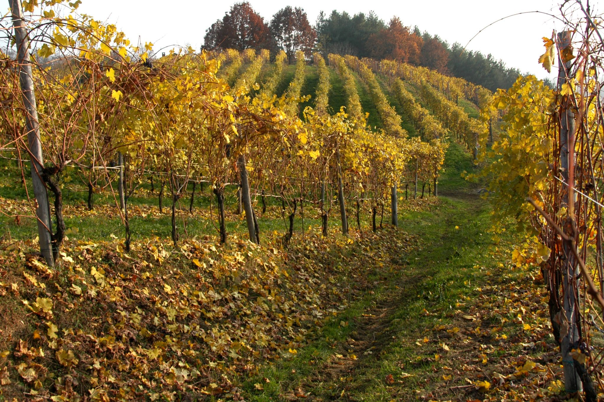 mimo Vigneto autunno 2009