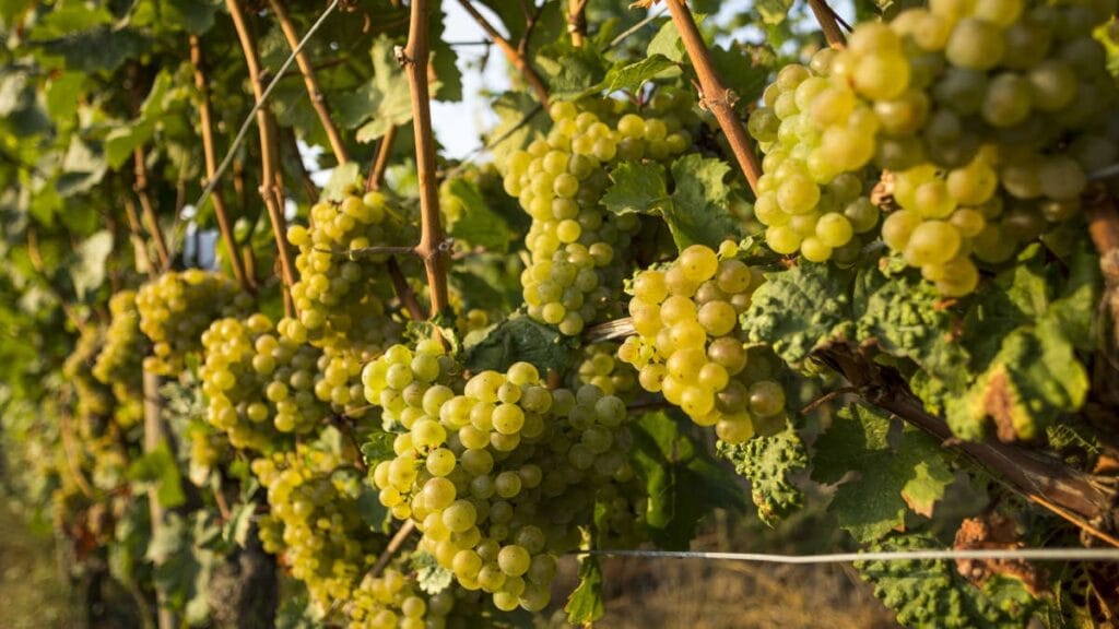 Spesiallansering av tyske viner 4 Tysklands mest populære druer - riesling